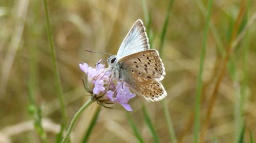 azure_commun_-_credit_photo_vienne_nature.jpg